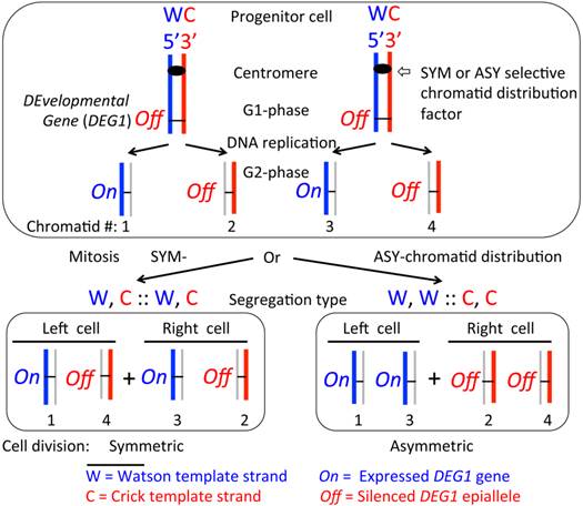 Int J Biol Sci Image