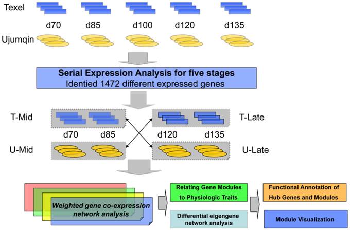 Int J Biol Sci Image