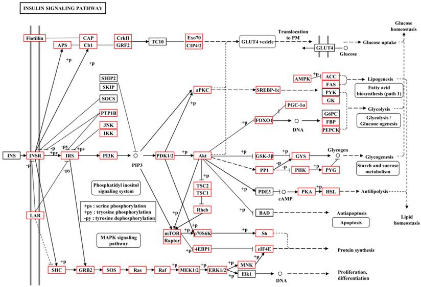 Int J Biol Sci Image