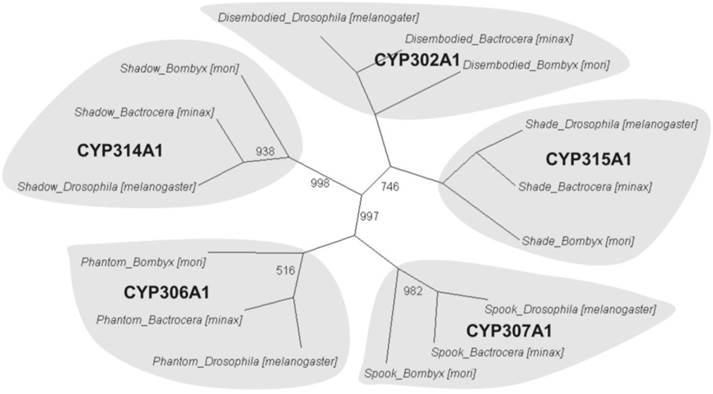 Int J Biol Sci Image