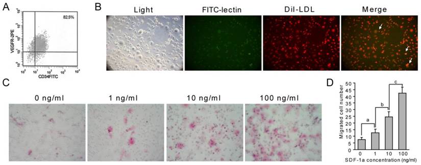 Int J Biol Sci Image