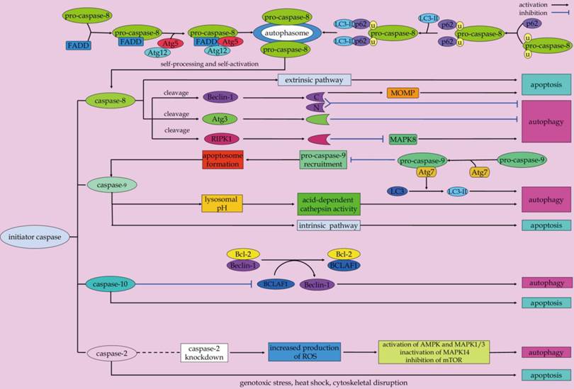 Int J Biol Sci Image