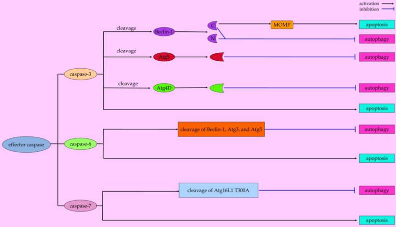 Int J Biol Sci Image