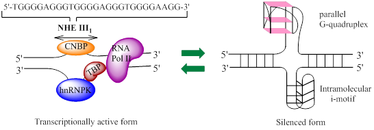 Int J Biol Sci Image