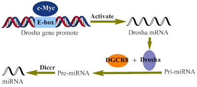 Int J Biol Sci Image