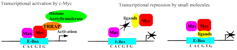 Int J Biol Sci Image