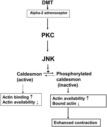 Int J Biol Sci Image