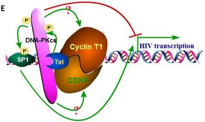 Int J Biol Sci Image