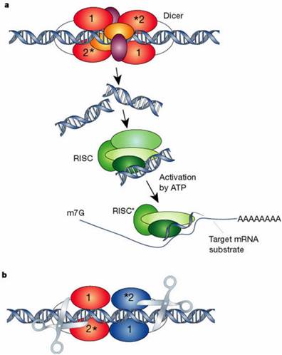 Int J Biol Sci Image