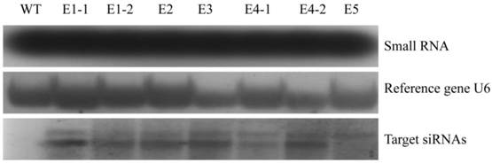 Int J Biol Sci Image