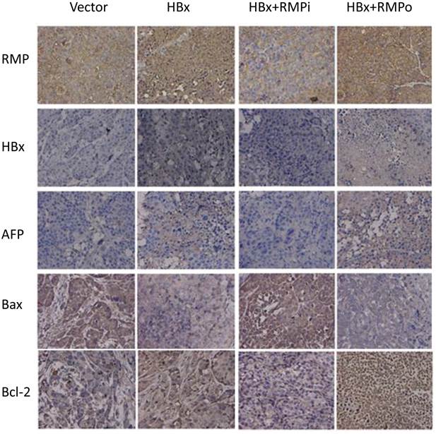 Int J Biol Sci Image