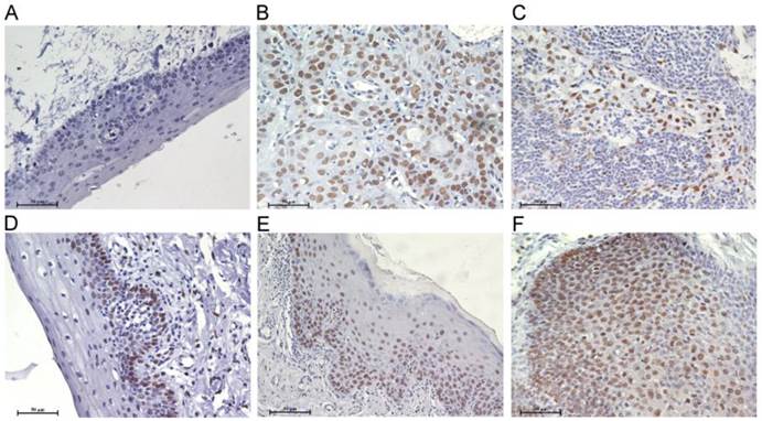 Int J Biol Sci Image