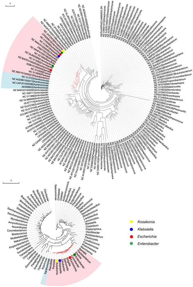 Int J Biol Sci Image