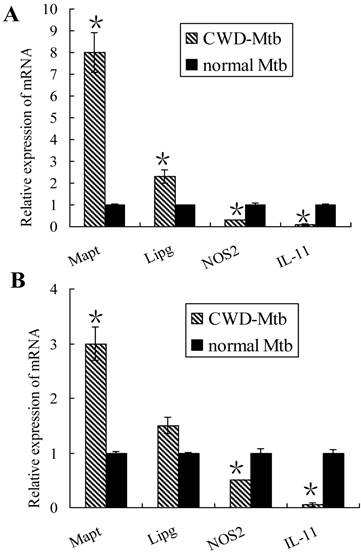 Int J Biol Sci Image