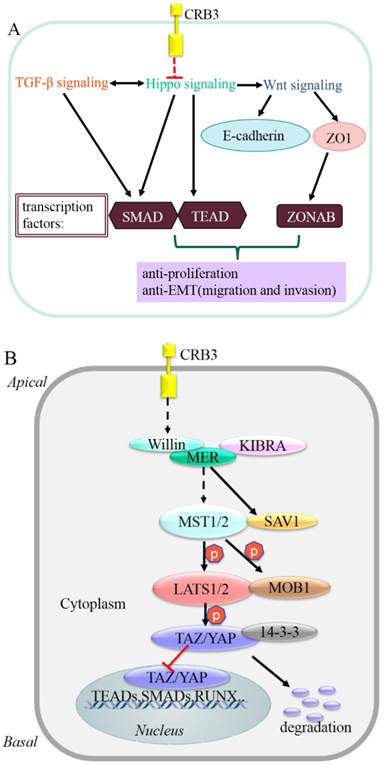 Int J Biol Sci Image