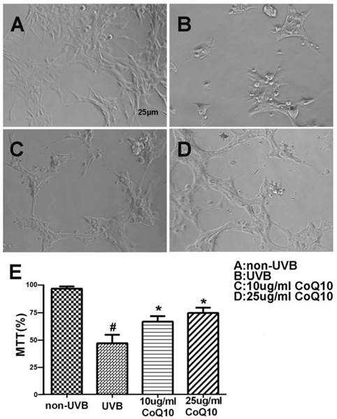 Int J Biol Sci Image