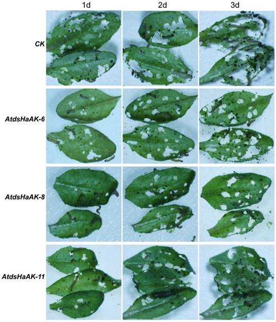 Int J Biol Sci Image