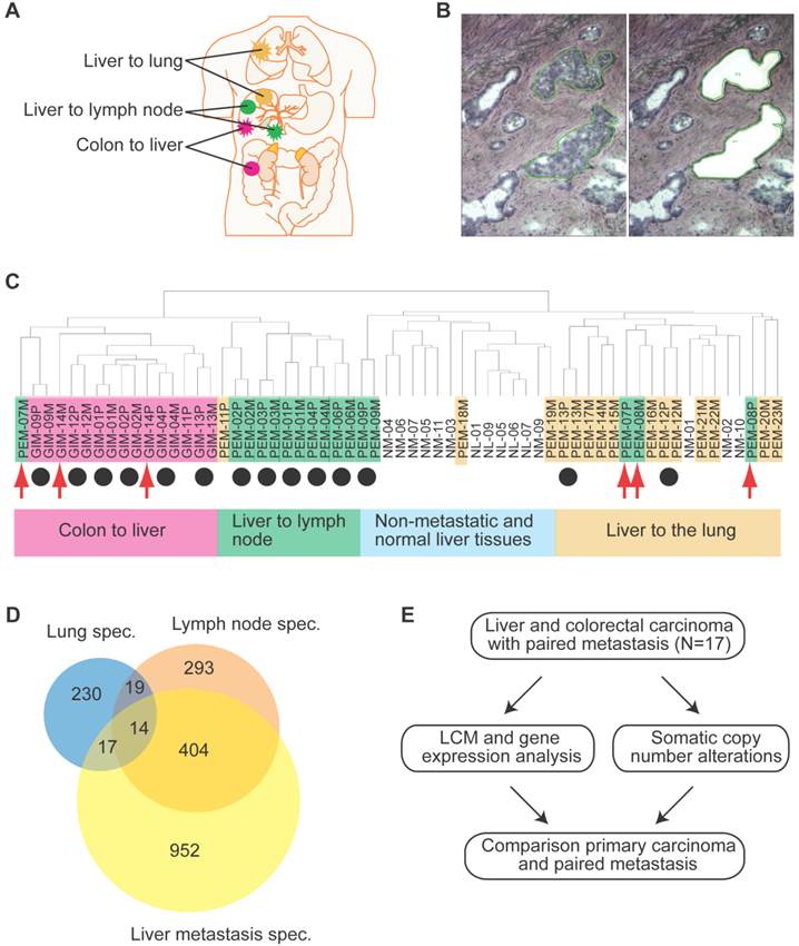 Int J Biol Sci Image