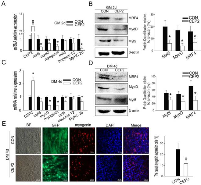 Int J Biol Sci Image