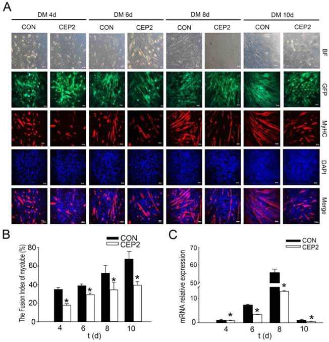 Int J Biol Sci Image