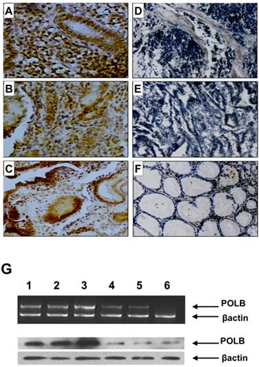 Int J Biol Sci Image