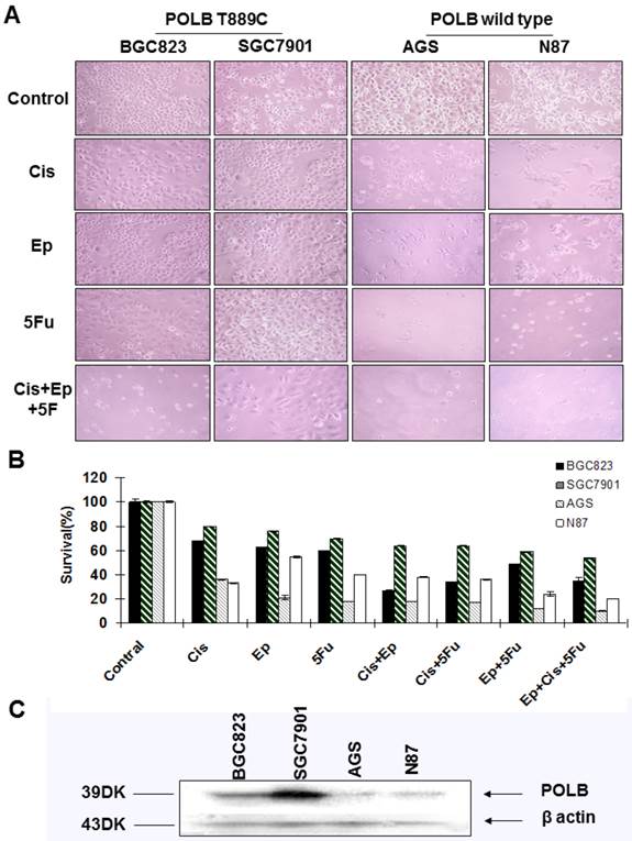 Int J Biol Sci Image