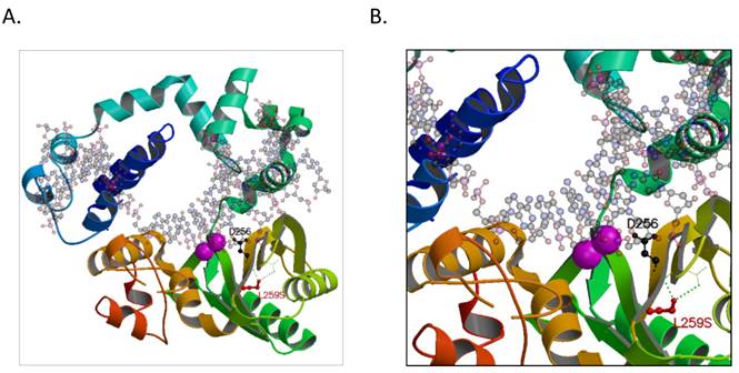 Int J Biol Sci Image