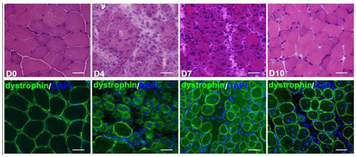 Int J Biol Sci Image