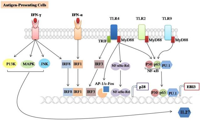 Int J Biol Sci Image