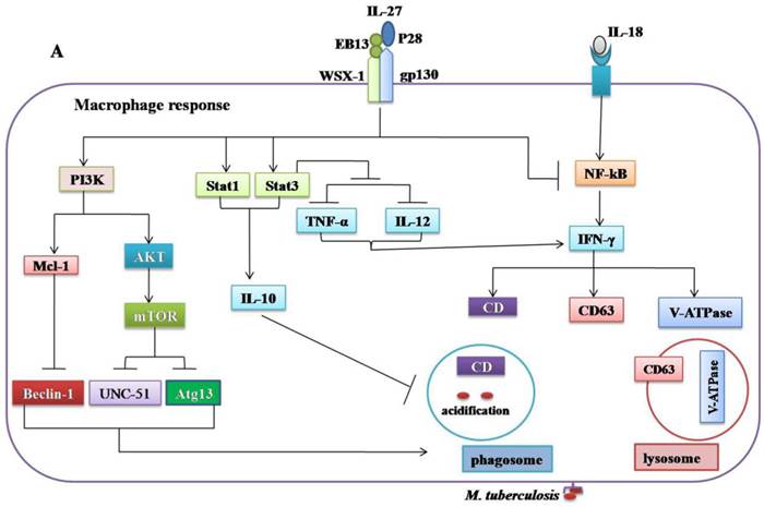 Int J Biol Sci Image