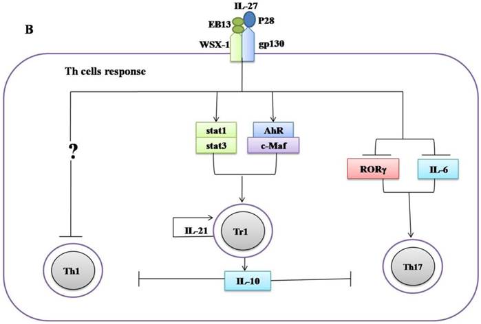 Int J Biol Sci Image