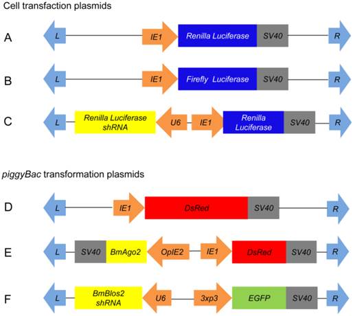 Int J Biol Sci Image