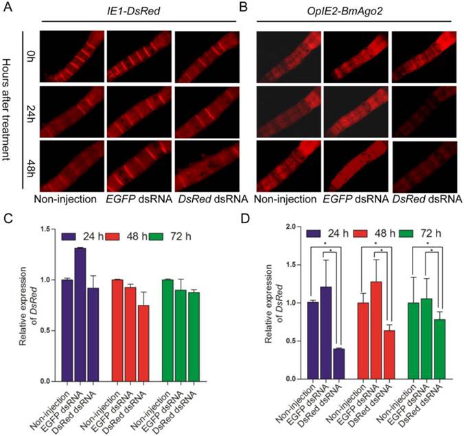 Int J Biol Sci Image