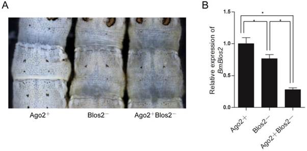 Int J Biol Sci Image