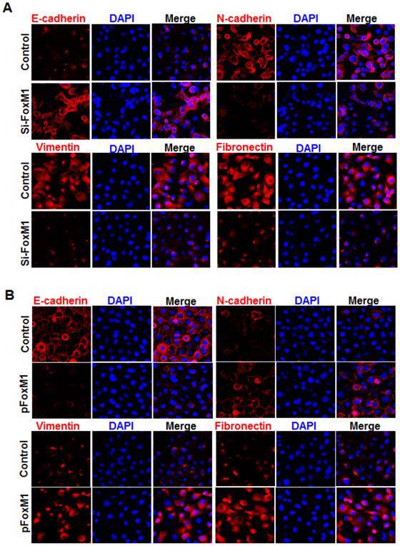 Int J Biol Sci Image