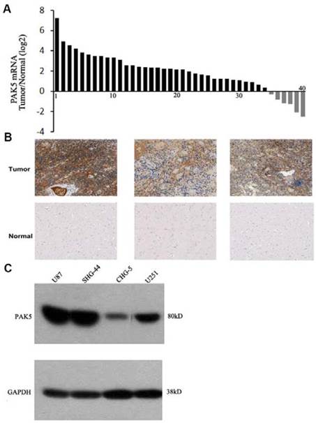 Int J Biol Sci Image