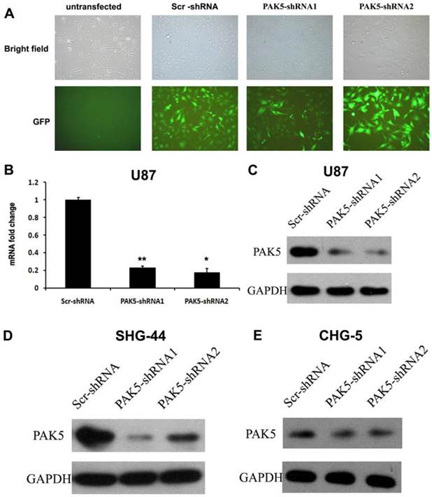 Int J Biol Sci Image