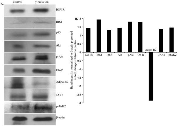 Int J Biol Sci Image