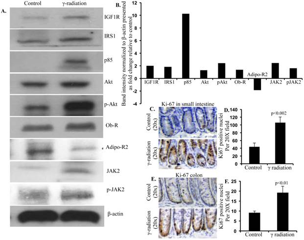 Int J Biol Sci Image