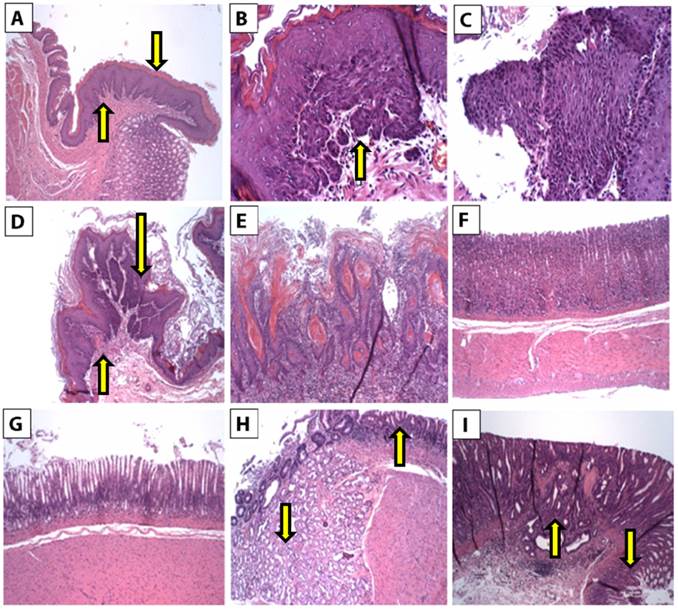 Int J Biol Sci Image