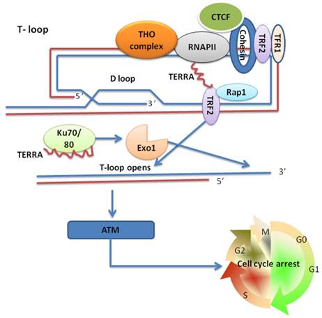 Int J Biol Sci Image