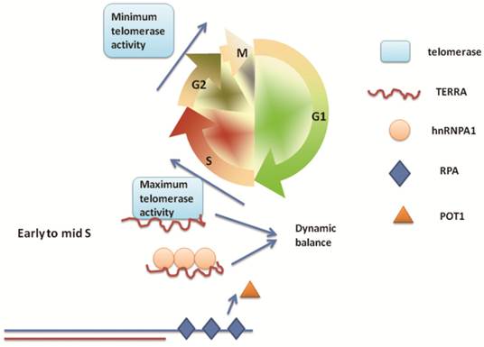 Int J Biol Sci Image