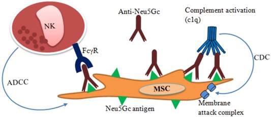 Int J Biol Sci Image