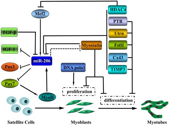 Int J Biol Sci Image