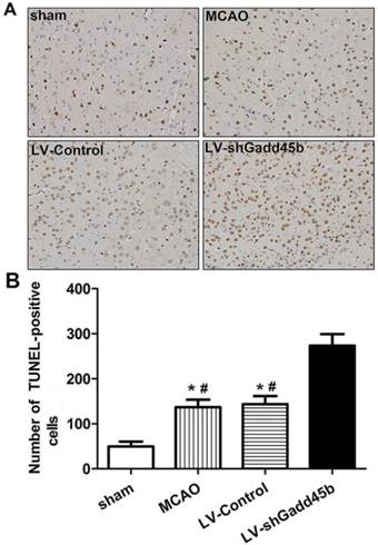 Int J Biol Sci Image