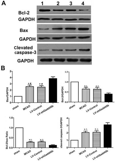 Int J Biol Sci Image