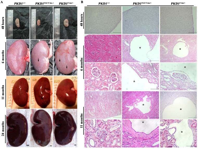 Int J Biol Sci Image