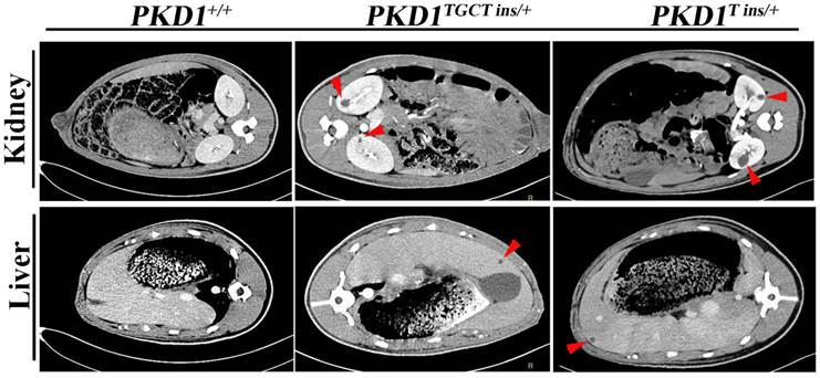 Int J Biol Sci Image