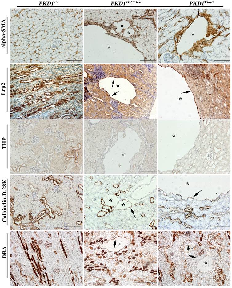 Int J Biol Sci Image