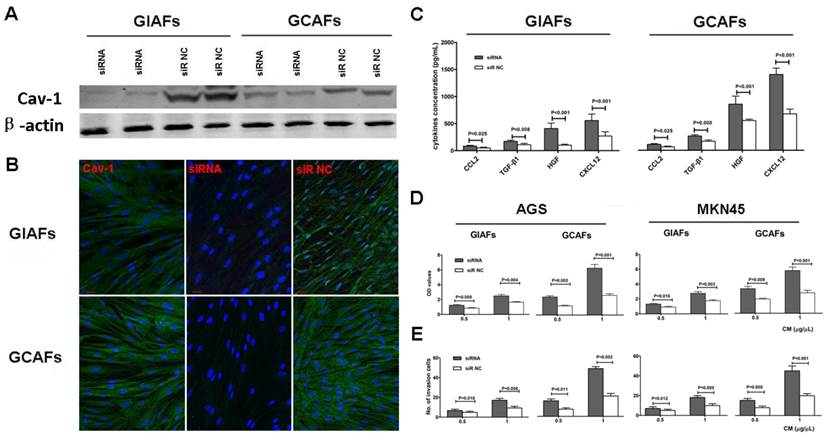 Int J Biol Sci Image